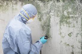 Best Black Mold Removal  in Bear, DE